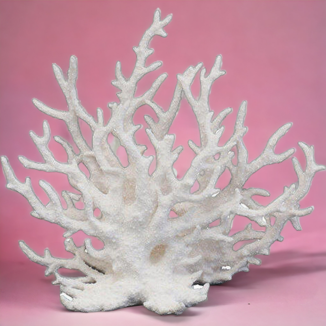 Coral Staghorn - White (Damaged Stock)