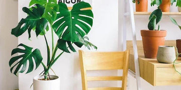 Monstera plant in white pot beside wooden chair, modern home decor with shelf and terracotta pots