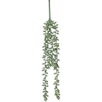 Hanging Pearl Succulent Sage 35cm
