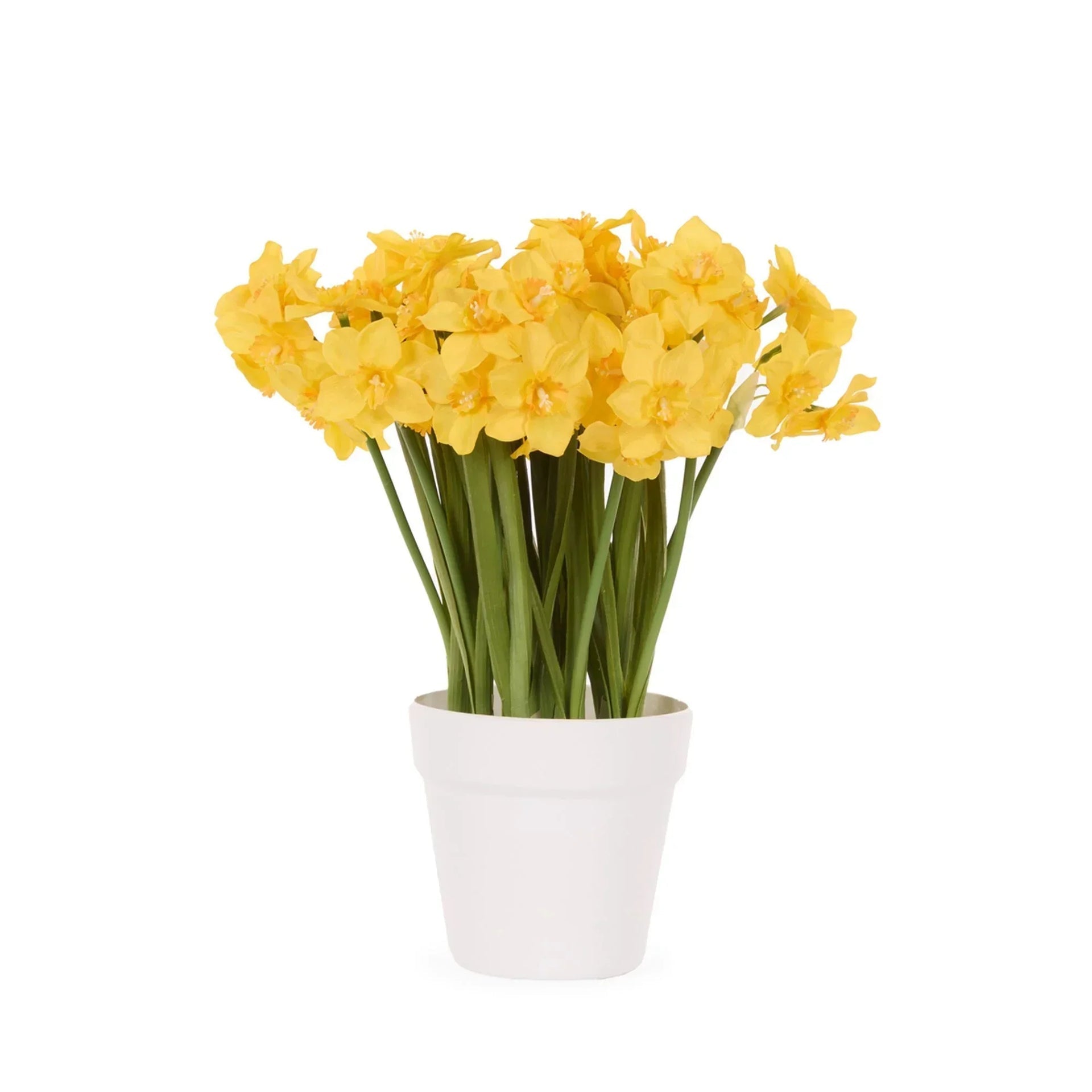 Bright yellow daffodils in a white pot, perfect for home décor and spring accents