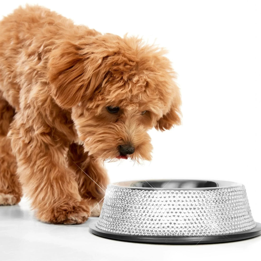 Fluffy brown puppy eating from a sparkling rhinestone dog bowl, luxury pet accessory