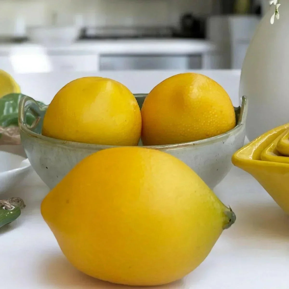 Citrus Accent - House Journey