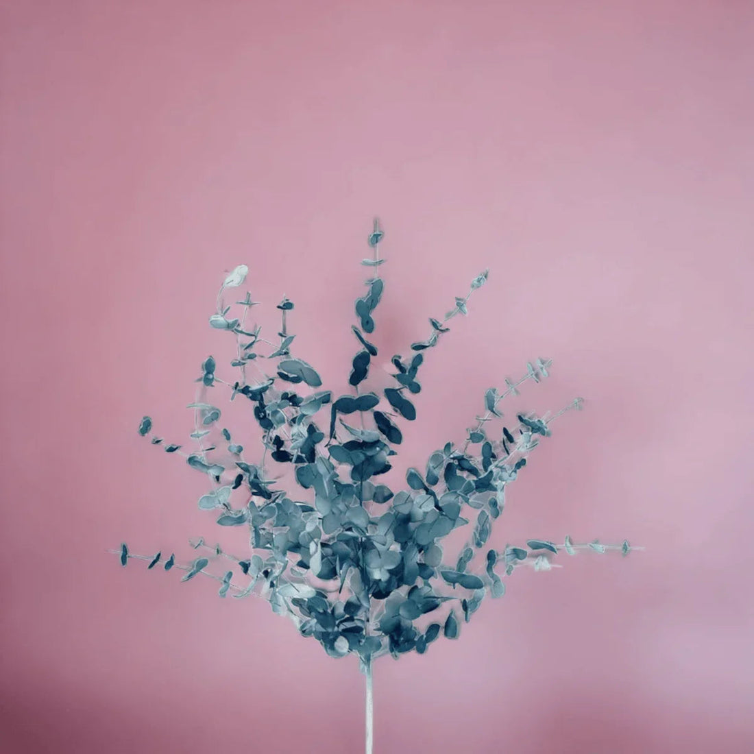 Eucalyptus Branch (Blue) - Exquisite Homewares 