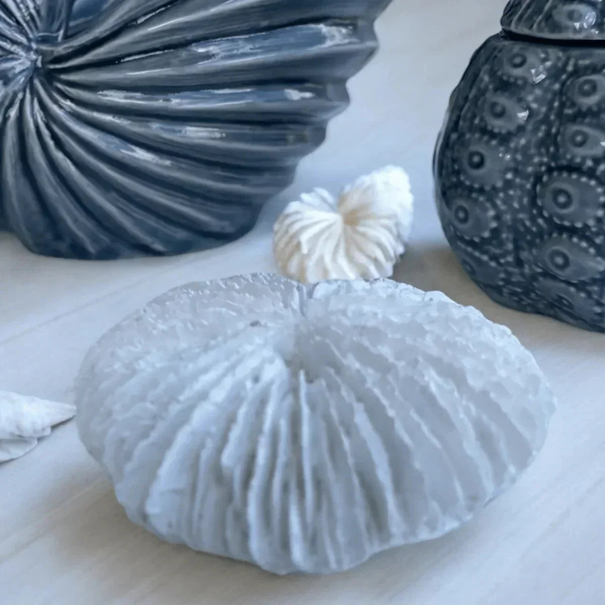 Fungia Coral Sculpture - House Journey