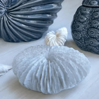 Fungia Coral Sculpture - House Journey