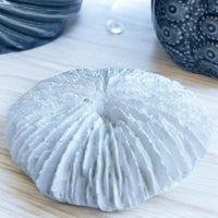 Fungia Coral Sculpture - House Journey