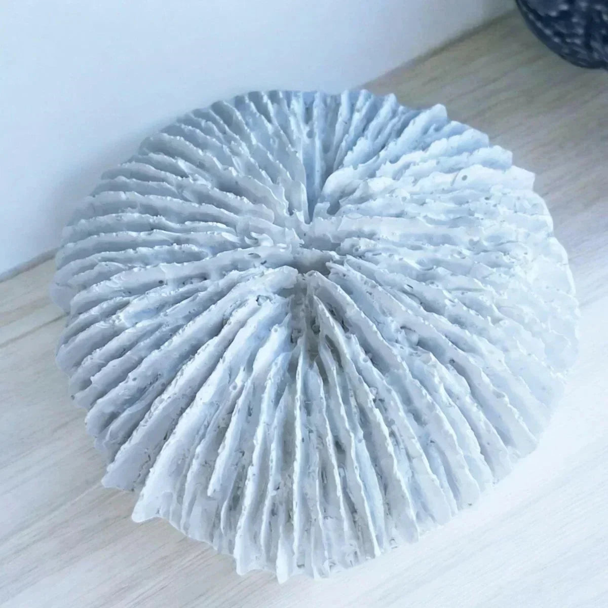 Fungia Coral Sculpture - House Journey