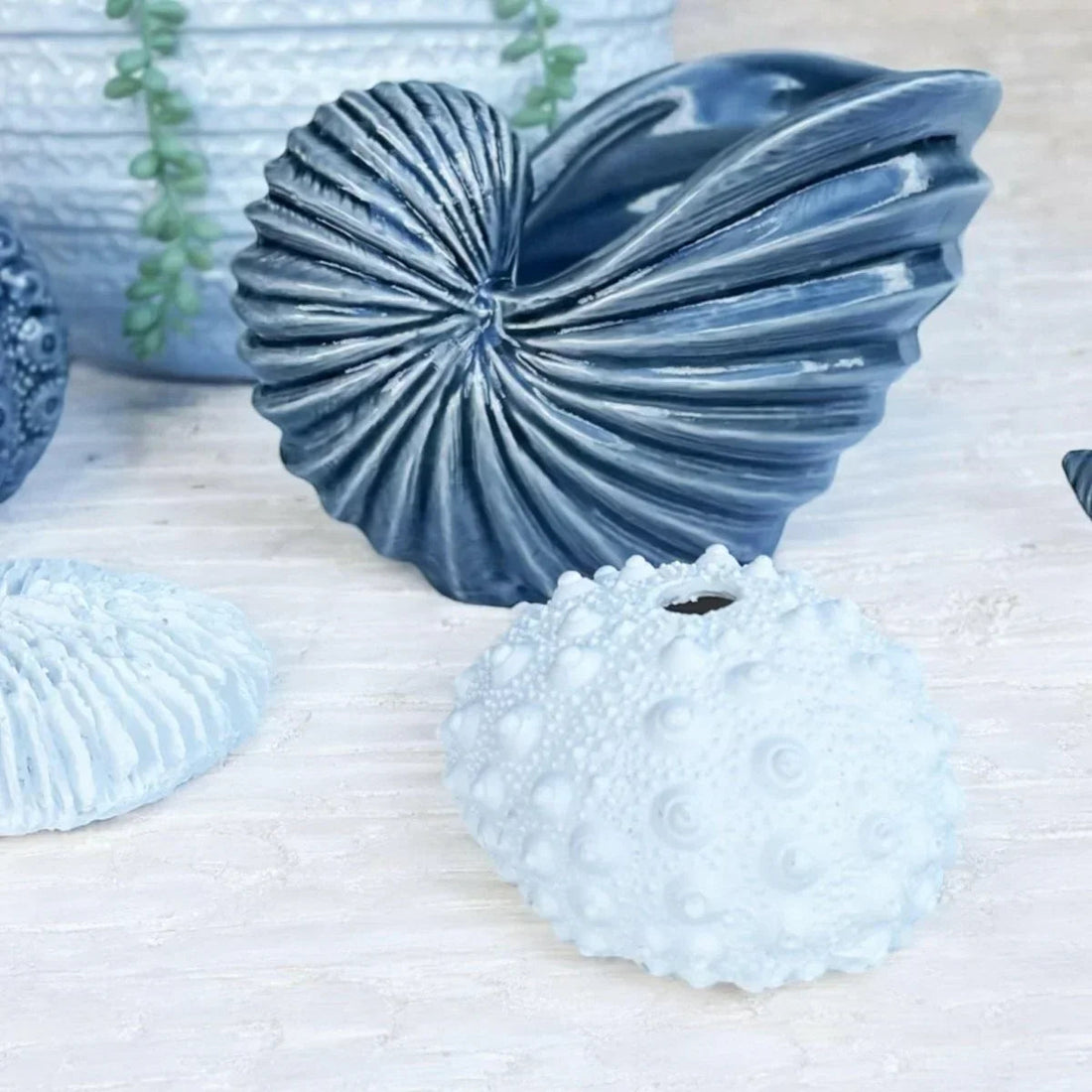 Spiky Urchin Coral - Exquisite Homewares 