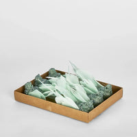 Spinky Clip-on Bird Mint Green (Set of 6) - Exquisite Homewares 