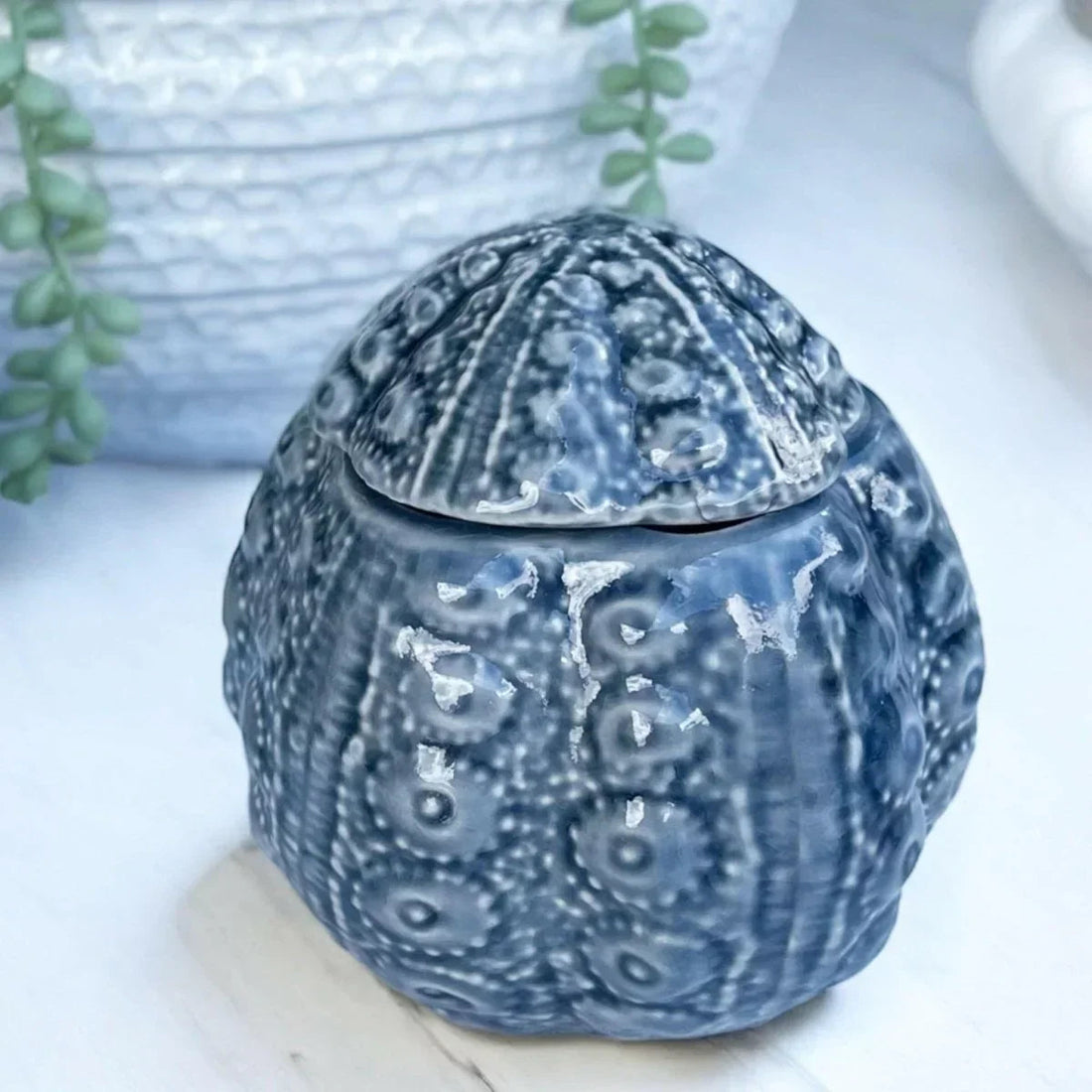 Urchin Trinket Jar - Exquisite Homewares 